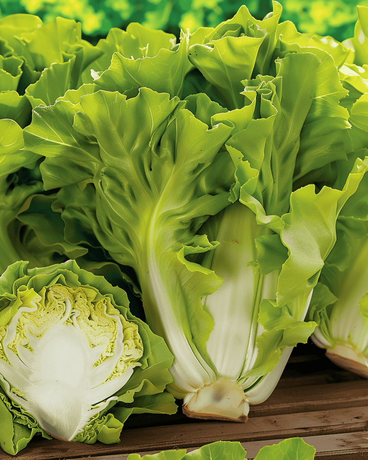 Endive Batavian Green seeds (Cichorium endivia) – annual vegetable