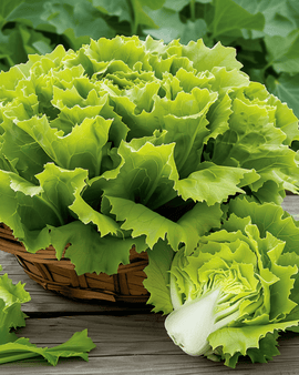 Endiviensamen Nuance Cichorium Endivia einjährige Sorte