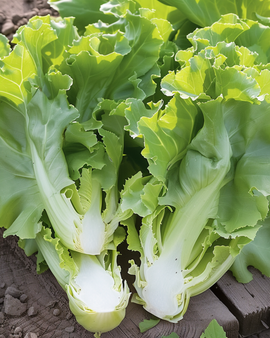 Endive Seeds Cichorium Endivia Annual Broadleaved Winter Variety