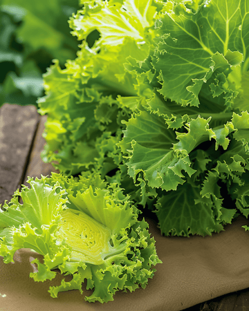 Curled Endive White seeds (Cichorium endivia) – annual vegetable