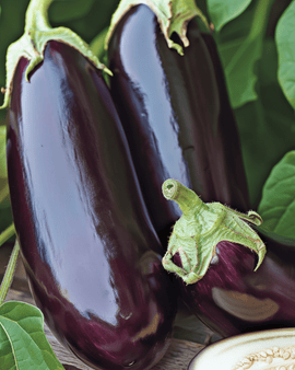 Eggplant Seeds Violetta Lunga 2 Solanum Melongena Annual