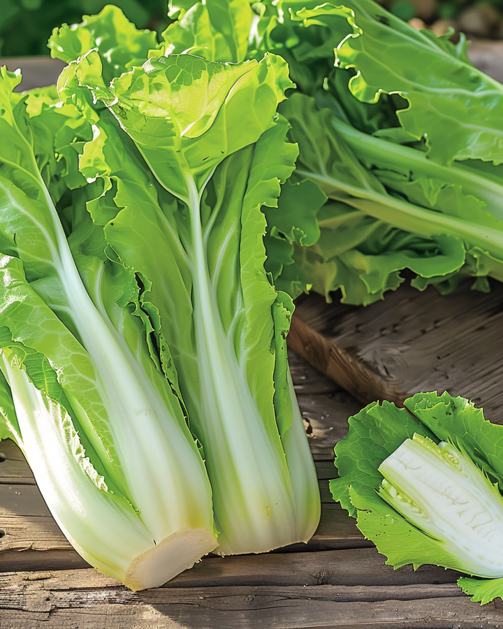 Chicory Sugar Leaf seeds (Cichorium intybus) – annual vegetable