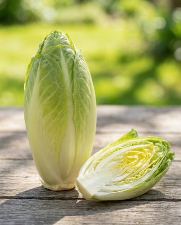 Chicory Sugar Leaf (Cichorium intybus) – annual vegetable seeds from SeedsChoice