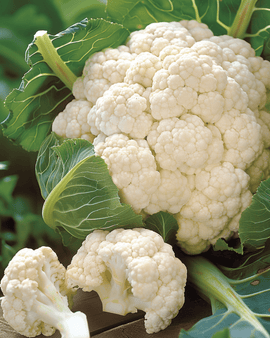 Blumenkohlsamen Walcheren Winter 5 Brassica Oleracea zweijährig