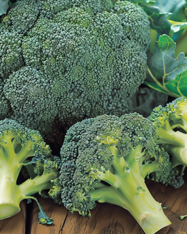 Brokkoli-Samen Calabrese Natalino Brassica Oleracea einjährig