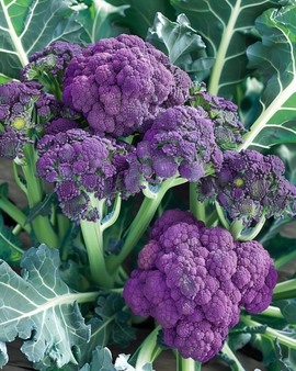 Brokkolisamen Sommerviolett Brassica Oleracea einjährige Sorte