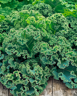 Grünkohlsamen Winterbor F1 Brassica Oleracea einjährige Sorte