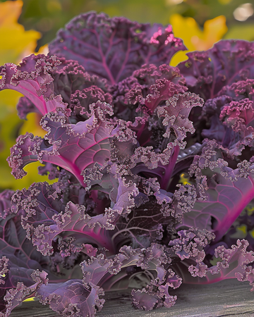 Grünkohl Scarlet Samen (Brassica oleracea) – einjähriges Gemüse