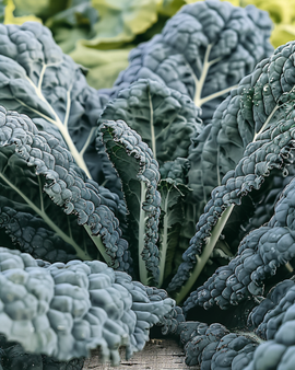 Black Palm Kale Seeds Brassica Oleracea Annual Nero Di Toscana