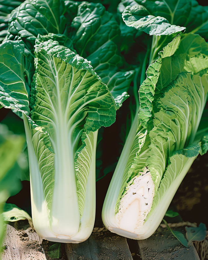 Chinese Cabbage Granaat Michihli seeds (Brassica pekinensis) – annual vegetable