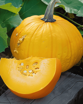 Kürbissamen Cucurbita Maxima gelb einjährige Sorte