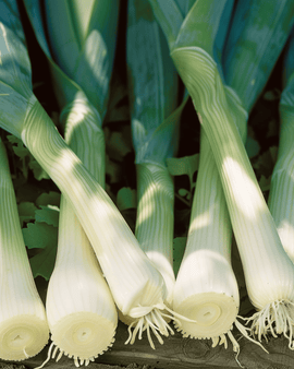 Lauchsamen Zwitserse Reuzen Allium Porrum einjährig