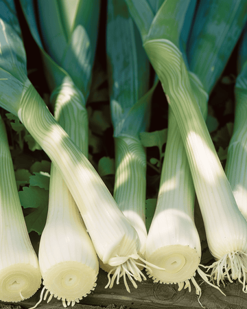 Leek Zwitserse Reuzen seeds (Allium porrum) – annual vegetable