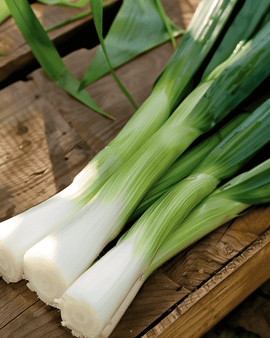 Leek Seeds Herfstreuzen 3 Elephant Allium Porrum Annual
