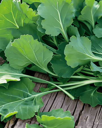 Turnip Leaves seeds (Brassica rapa) – annual vegetable