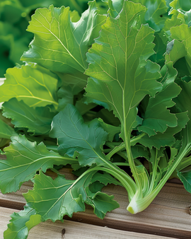 Greens Namenia Seeds Brassica Rapa Annual Leaf Vegetable
