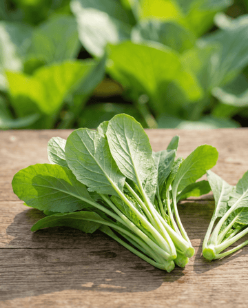 Blattsenf Namenia Leaf (Brassica rapa) – einjährige Gemüsesamen von SeedsChoice