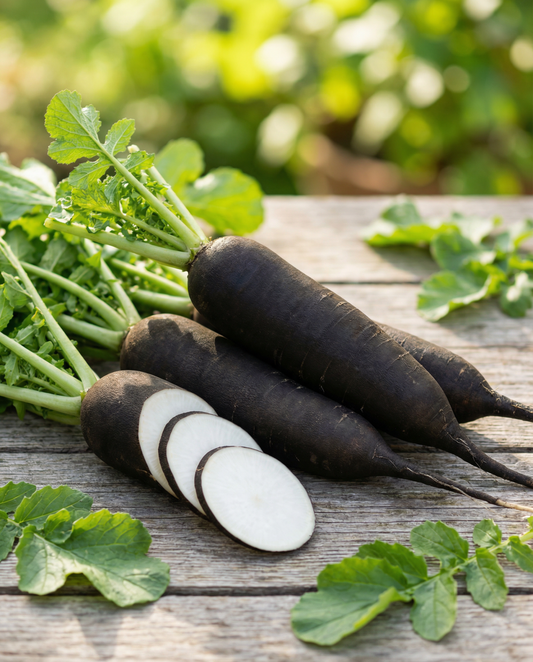 Winterrettich Noir Long Poids D Horloge (Raphanus sativus) – einjährige Gemüsesamen von SeedsChoice