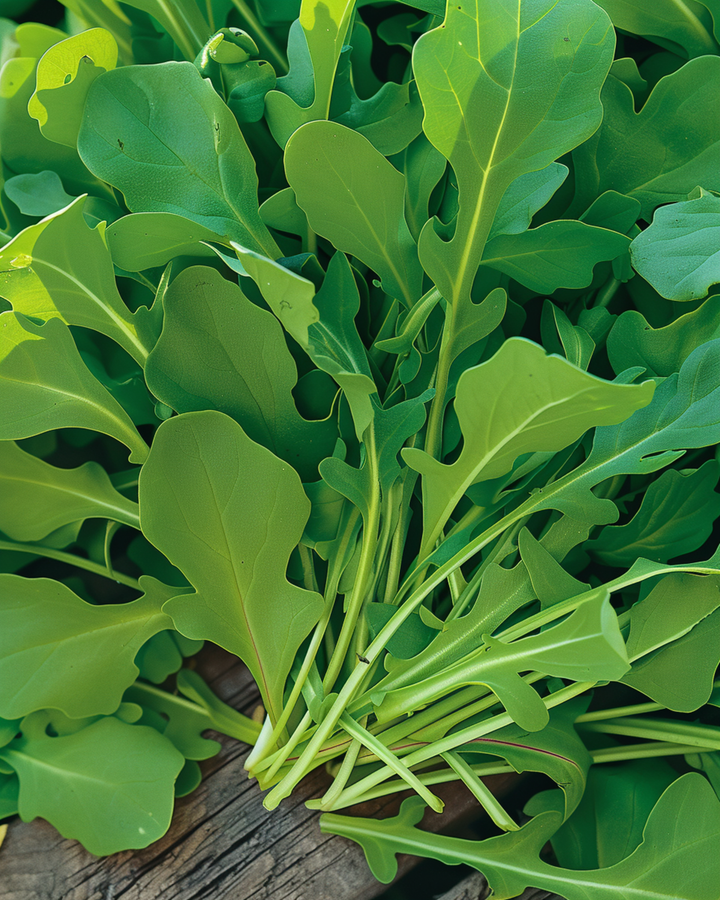 Rucola-Samen (Eruca sativa) – einjähriges Gemüse