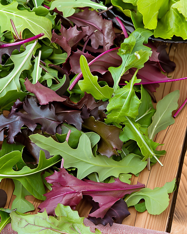 Babyleaf Lettuce Mixture Samen (Lactuca sativa) – einjähriges Gemüse