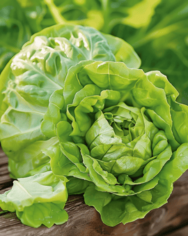 Lettuce May Queen Seeds Lactuca Sativa Annual