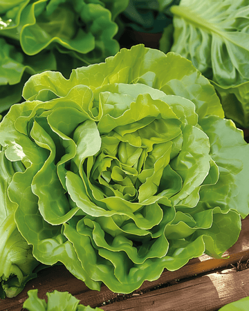 Lettuce Neckarreuzen Summer Diamond seeds (Lactuca sativa) – annual vegetable