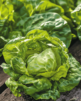 Kopfsalat-Samen Zwart Duits Lactuca Sativa einjährig