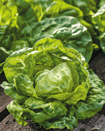 Salat Zwart Duits Samen (Lactuca sativa) – einjähriges Gemüse