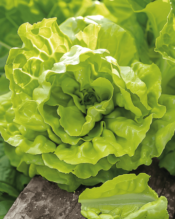 Butterhead Lettuce Grosse Blonde Paresseuse seeds (Lactuca sativa) – annual vegetable