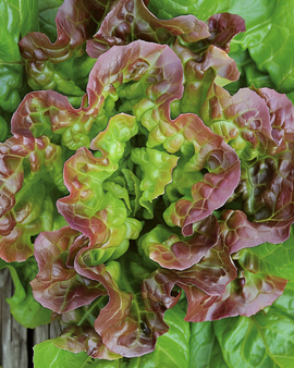Salatsamen Merveille des Quatre Saisons Lactuca Sativa einjährig