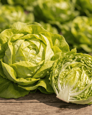 Salat Appia Butterhead (Lactuca sativa) – einjährige Gemüsesamen von SeedsChoice