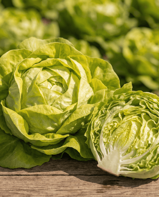 Salat Appia Butterhead (Lactuca sativa) – einjährige Gemüsesamen von SeedsChoice