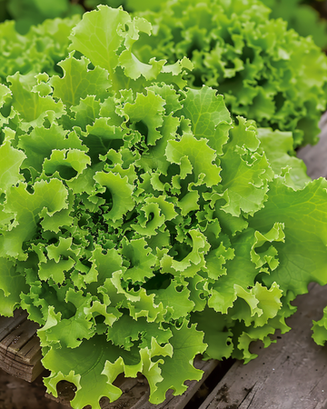 Lollo Bionda Salat Samen (Lactuca sativa) – einjähriges Gemüse
