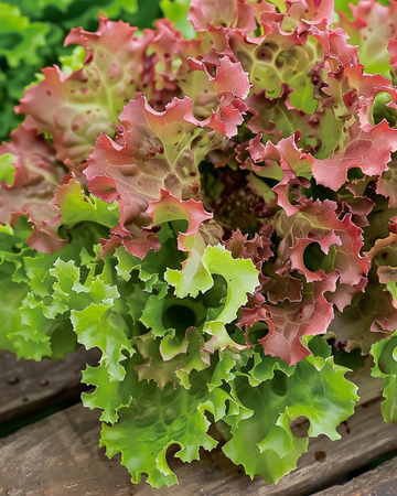 Lollo Rossa Lettuce seeds (Lactuca sativa) – annual vegetable
