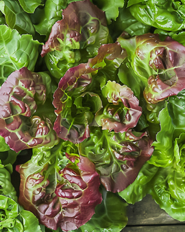Blattsalat-Samen Lactuca Sativa Amerikaanse Roodrand einjährig