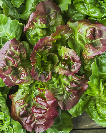 Leaf Lettuce Amerikaanse Roodrand seeds (Lactuca sativa) – annual vegetable