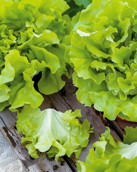 Leaf Lettuce Seeds Lactuca Sativa Annual Australische Gele