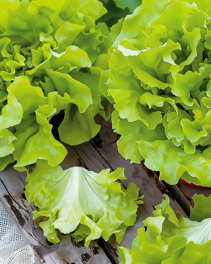 Schnittsalat Australische Gele Samen (Lactuca sativa) – einjähriges Gemüse