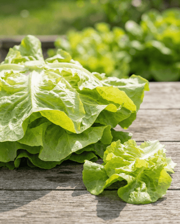 Schnittsalat Australische Gele (Lactuca sativa) – einjährige Gemüsesamen von SeedsChoice