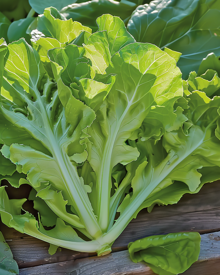 Schnittsalat Witte Dunsel Samen (Lactuca sativa) – einjähriges Gemüse