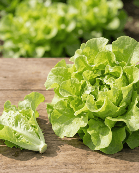 Schnittsalat Witte Dunsel (Lactuca sativa) – einjährige Gemüsesamen von SeedsChoice