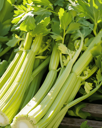 Stangensellerie Golden Self Blanching Samen (Apium graveolens) – einjähriges Gemüse