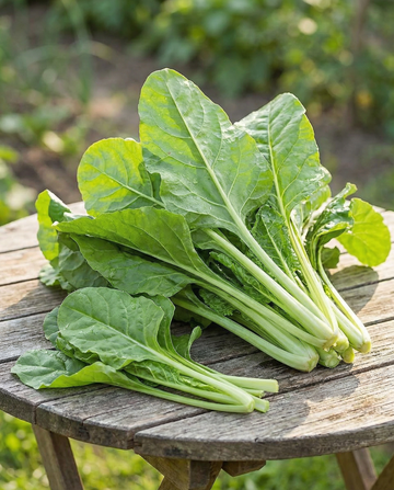 Swiss Chard Common Green (Beta vulgaris) – annual vegetable seeds from SeedsChoice
