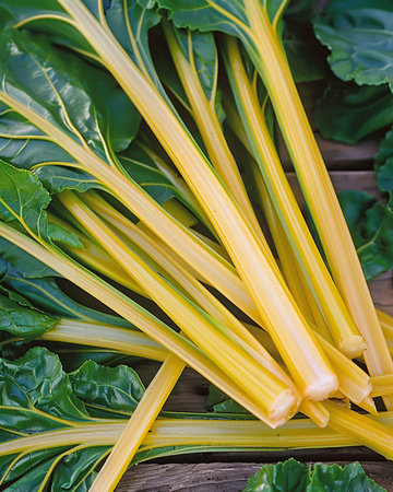 Mangold Yellow Samen (Beta vulgaris) – einjähriges Gemüse