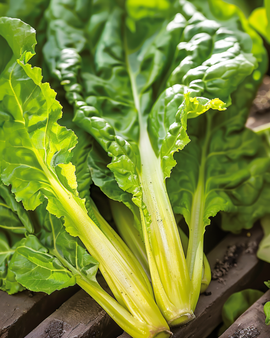 Mangoldsamen Lucullus Beta Vulgaris einjährige Sorte