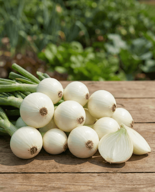 Pickling Onion (Allium cepa) – annual vegetable seeds from SeedsChoice
