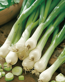 Spring Onion Seeds Ishikura Allium Fistulosum Annual Variety