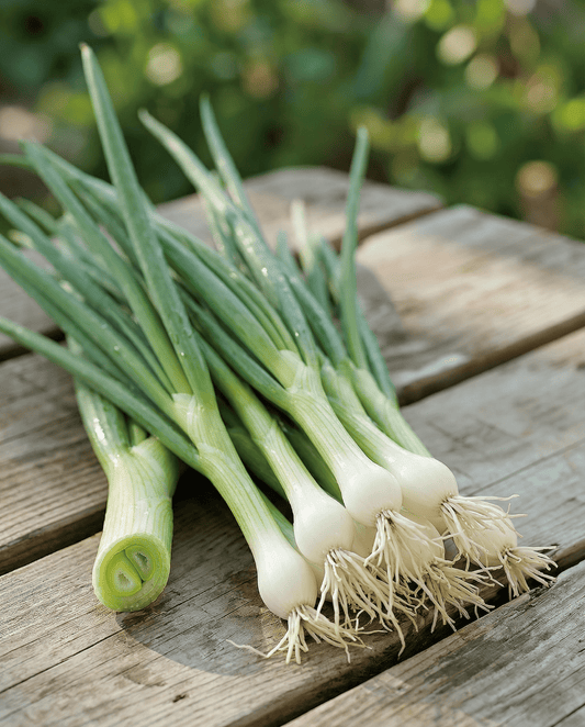 Lauchzwiebel White Lisbon (Allium cepa) – einjährige Gemüsesamen von SeedsChoice