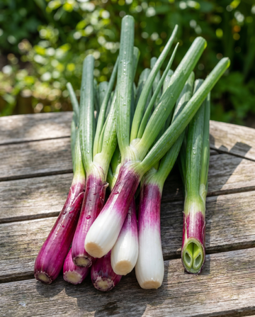 Red Ninja Frühlingszwiebel Samen (Allium fistulosum) – mehrjähriges Gemüse