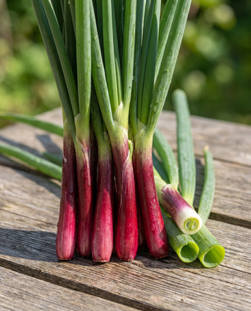 Red Ninja Frühlingszwiebel (Allium fistulosum) – mehrjährige Gemüsesamen von SeedsChoice